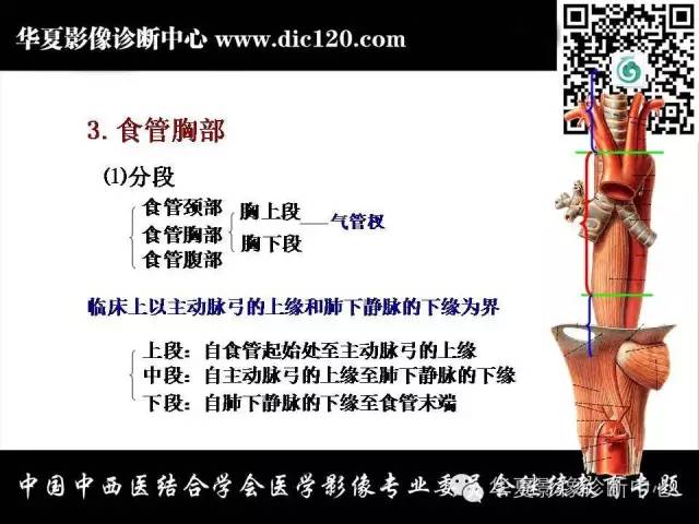 【PPT】纵隔疾病影像诊断和鉴别诊断