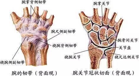 腕关节脱位及X线阅片技巧 腕关节脱位及X线阅片技巧
