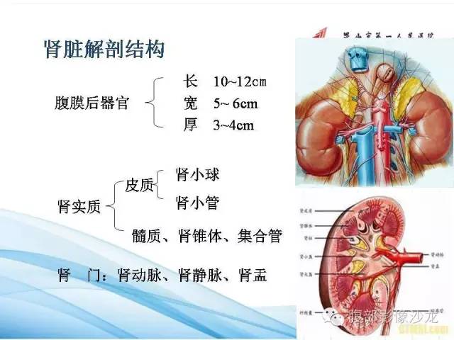 【PPT】64层螺旋CT血管成像对马蹄肾供血动脉的解剖学观察 【PPT】64层螺旋CT血管成像对马蹄肾供血动脉的解剖学观察