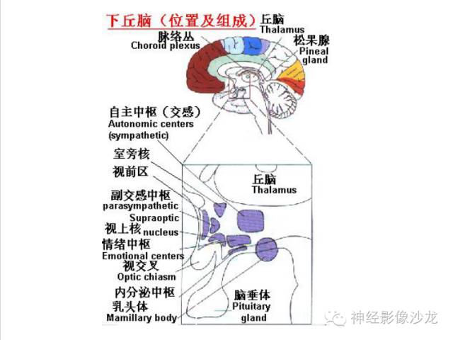 【病例】颅内神经元错构瘤1例CT及MR影像表现
