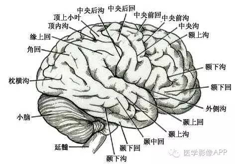 大脑半球的外形和分叶