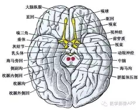 大脑半球的外形和分叶 大脑半球的外形和分叶