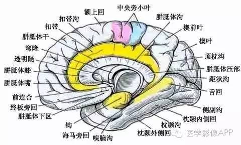 大脑半球的外形和分叶 大脑半球的外形和分叶