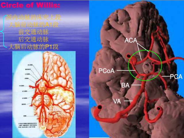 【PPT】中枢神经系统正常影像学表现