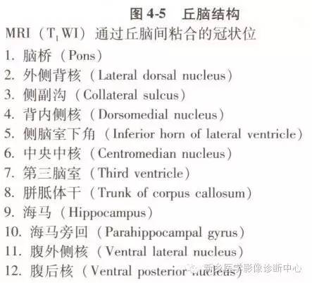 深刻了解丘脑解剖和血供 深刻了解丘脑解剖和血供