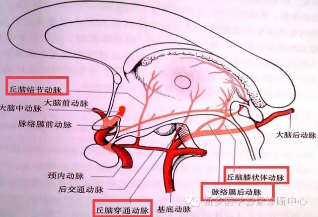 深刻了解丘脑解剖和血供 深刻了解丘脑解剖和血供