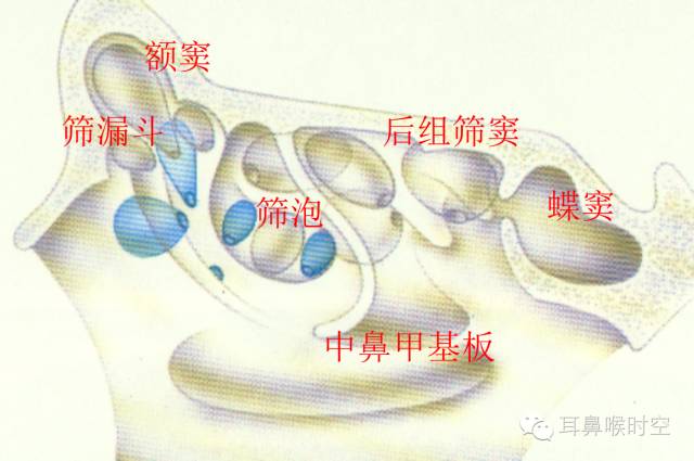 经常看鼻窦,您知道鼻窦的哪些变异与鼻窦炎和手术有关系吗? 经常看鼻窦,您知道鼻窦的哪些变异与鼻窦炎和手术有关系吗?
