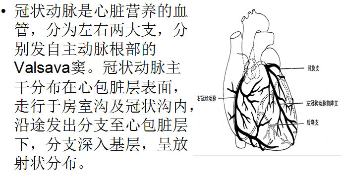 【PPT】正常冠状动脉解剖