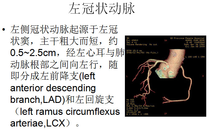 【PPT】正常冠状动脉解剖