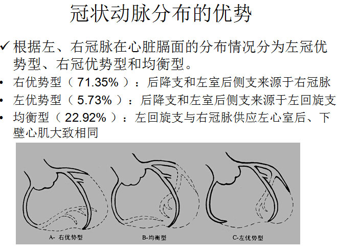 【PPT】正常冠状动脉解剖