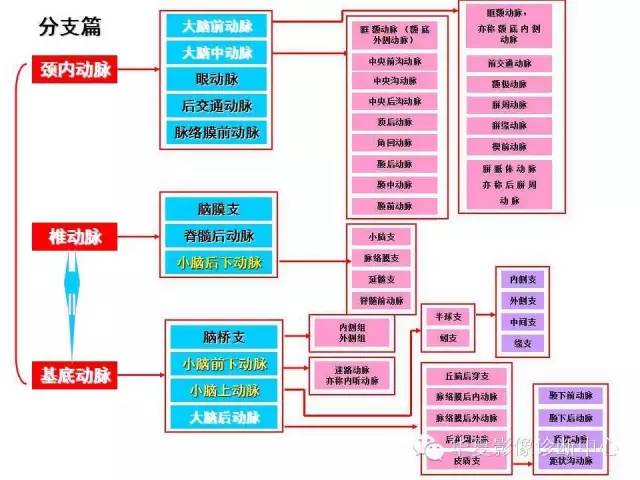 【PPT】脑血管详细解剖带分段