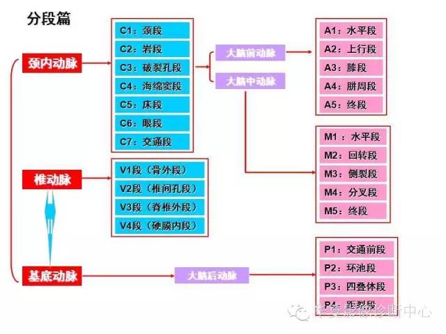 【PPT】脑血管详细解剖带分段