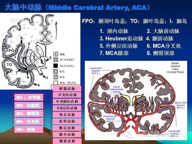 【PPT】脑血管详细解剖带分段