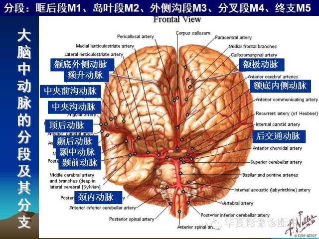 【PPT】脑血管详细解剖带分段