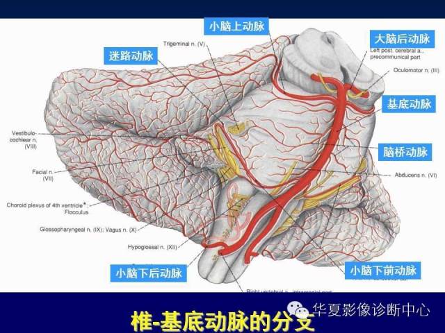 【PPT】脑血管详细解剖带分段
