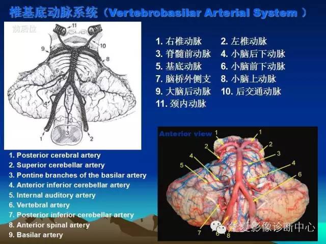 【PPT】脑血管详细解剖带分段