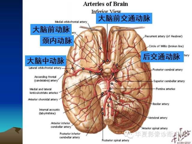 【PPT】脑血管详细解剖带分段