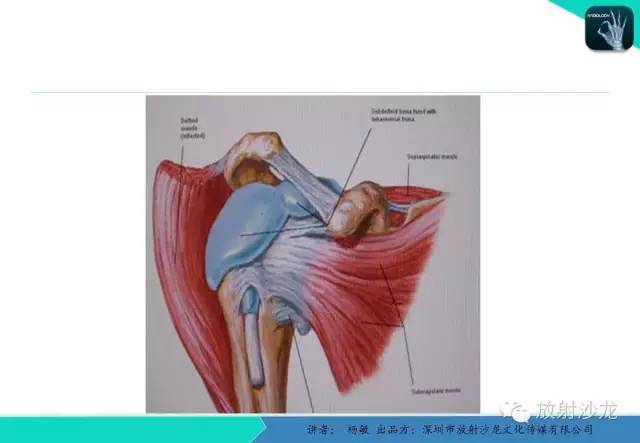 【PPT】滑囊