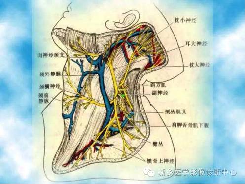 枕大神经卡压综合征 枕大神经卡压综合征