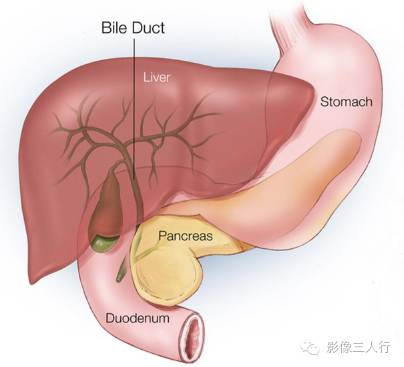 胆管”扩张“的判断标准