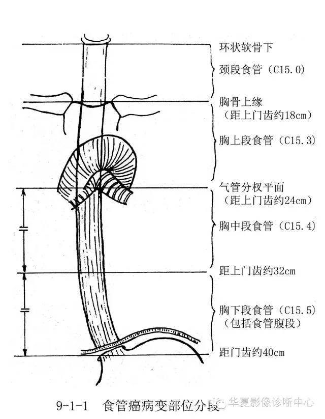 食道分段与定位