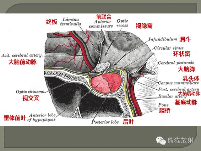 【PPT】垂体柄解剖及病变