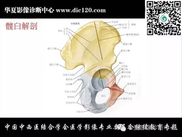 【PPT】髋关节常见疾病影像学诊断