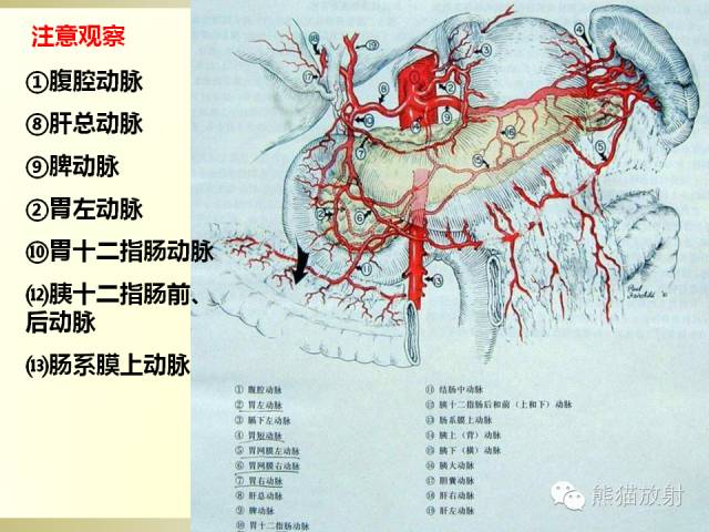 【PPT】浅谈胰腺CT增强扫描、胰周血管解剖及评价 胰腺病变诊断