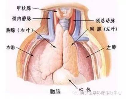 19幅胸腺图片，挑战您的见识
