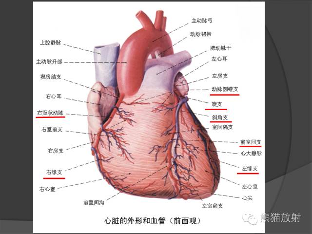 【PPT】冠状动脉解剖 【PPT】冠状动脉解剖