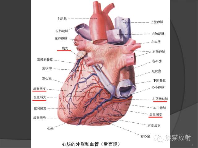 【PPT】冠状动脉解剖 【PPT】冠状动脉解剖