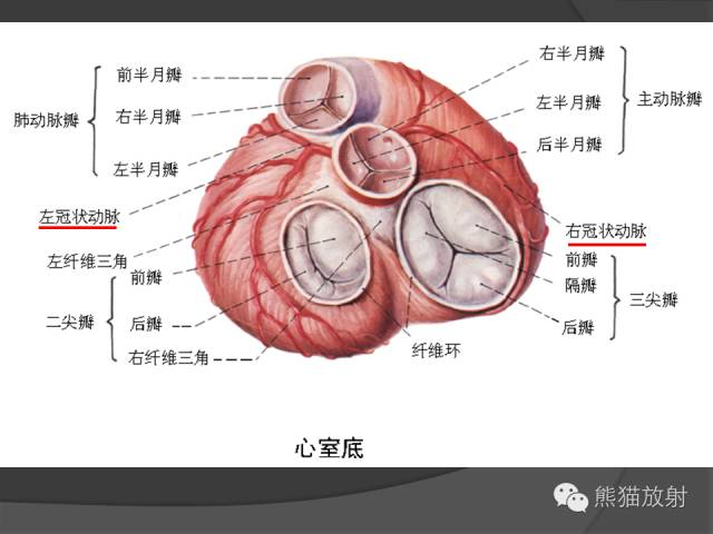 【PPT】冠状动脉解剖 【PPT】冠状动脉解剖