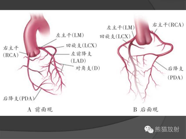 【PPT】冠状动脉解剖 【PPT】冠状动脉解剖