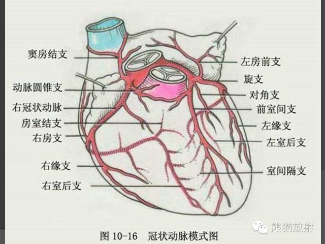 【PPT】冠状动脉解剖 【PPT】冠状动脉解剖