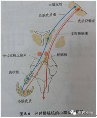 小脑中脚受累病变总结 小脑中脚受累病变总结