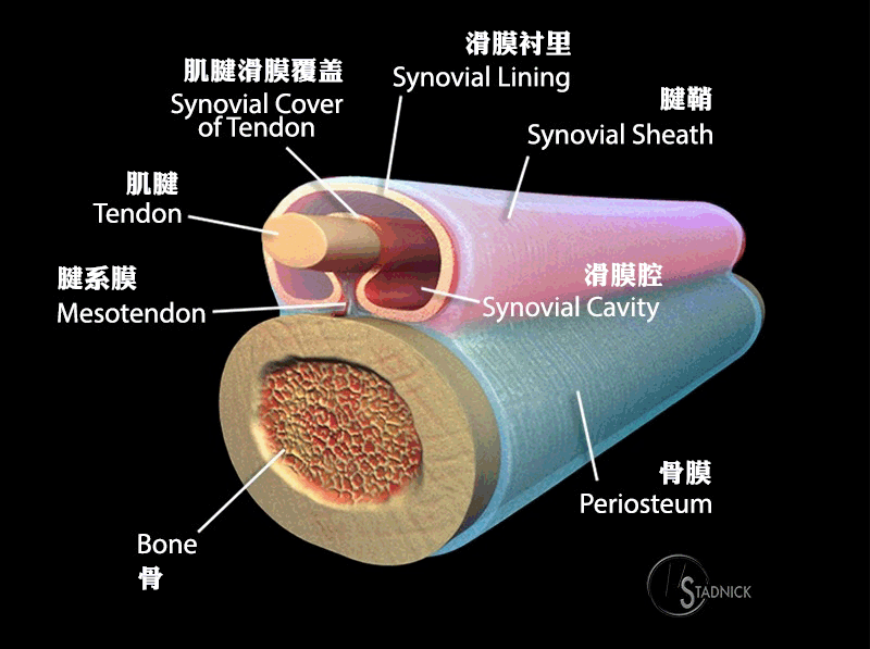 【病例】类风湿关节炎1例MRI诊断分析 【病例】类风湿关节炎1例MRI诊断分析