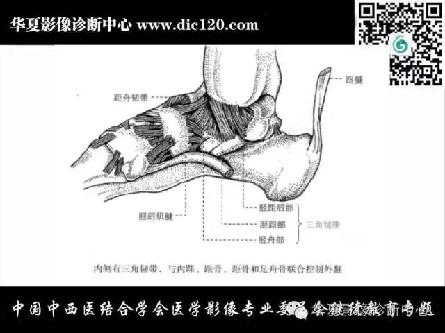 【PPT】踝关节外伤及先天性病变的影像诊断