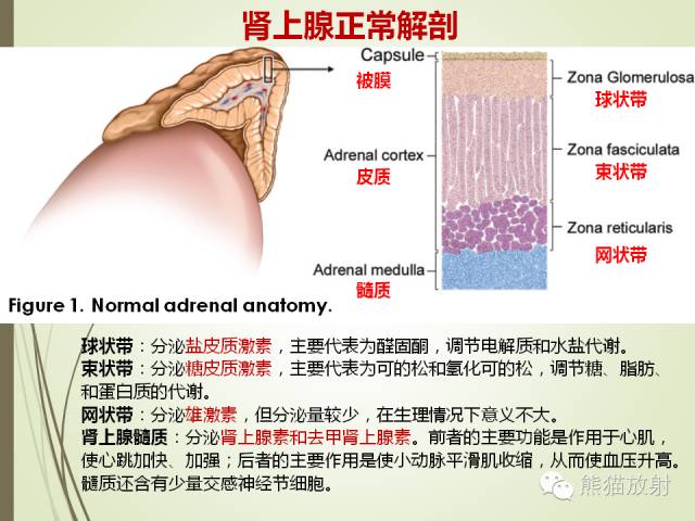 【PPT】成人肾上腺肿瘤及肿瘤样病变影像与病理相关性