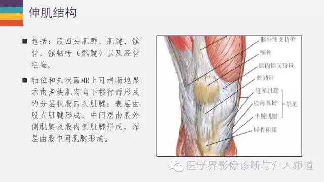 【PPT】膝关节周围肌腱解剖及MR表现
