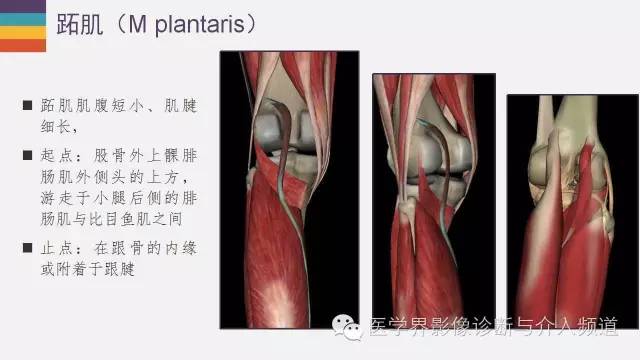 【PPT】膝关节周围肌腱解剖及MR表现