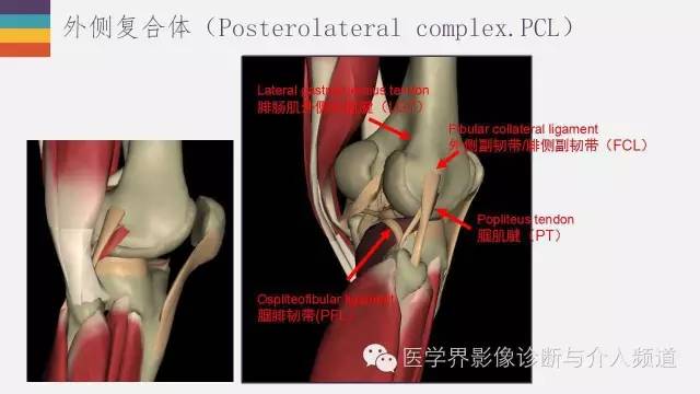 【PPT】膝关节周围肌腱解剖及MR表现