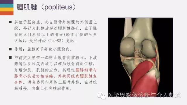 【PPT】膝关节周围肌腱解剖及MR表现