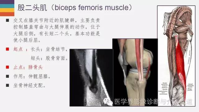 【PPT】膝关节周围肌腱解剖及MR表现