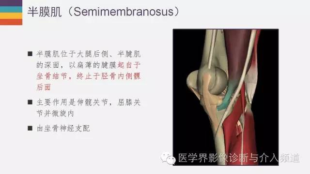 【PPT】膝关节周围肌腱解剖及MR表现