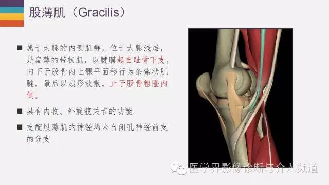 【PPT】膝关节周围肌腱解剖及MR表现