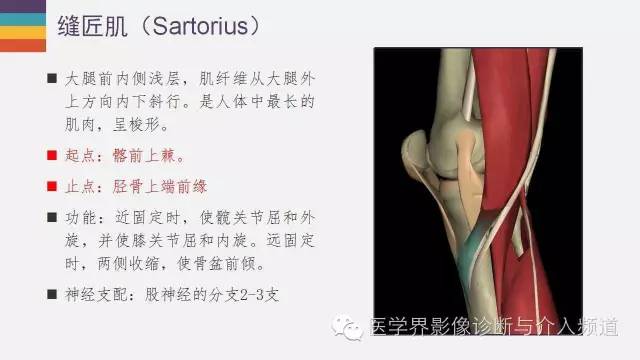 【PPT】膝关节周围肌腱解剖及MR表现