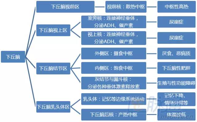 六步十图认识下丘脑,361度无死角 六步十图认识下丘脑,361度无死角