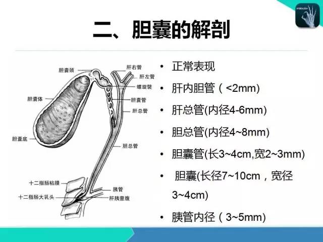 【PPT】胆道系统影像诊断