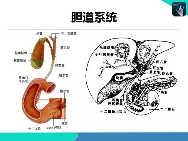 【PPT】胆道系统影像诊断