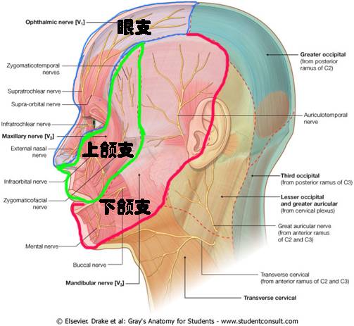 三叉神经解剖——被四大核团掌控的一双胖子手 三叉神经解剖——被四大核团掌控的一双胖子手
